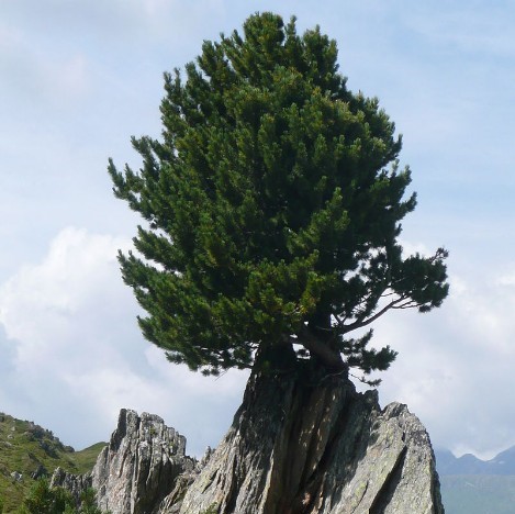 Pinus_cembra_auf_Felsen 1.jpg